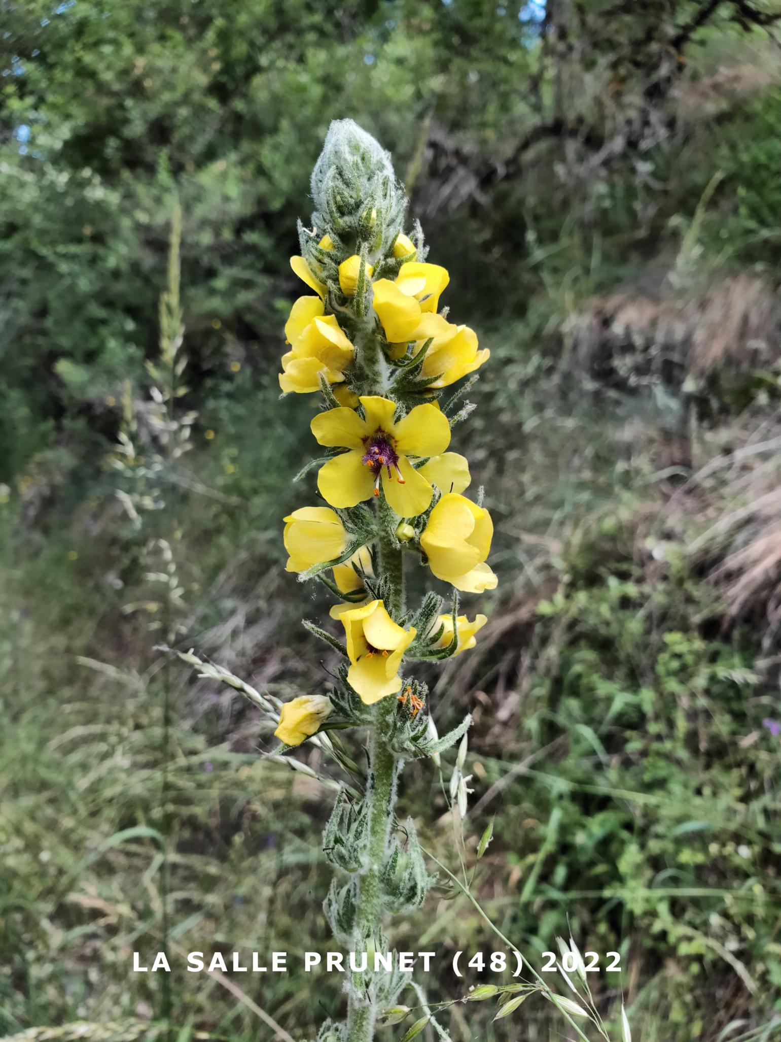 Mullein of Boerhaave